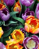 Анкета проститутки Мария - метро Сокольники, возраст - 34